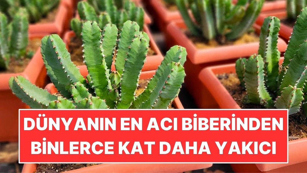 Dünyanın En Acı Biberinden Binlerce Kat Daha Yakıcı: Sırrı Bir Bitkide