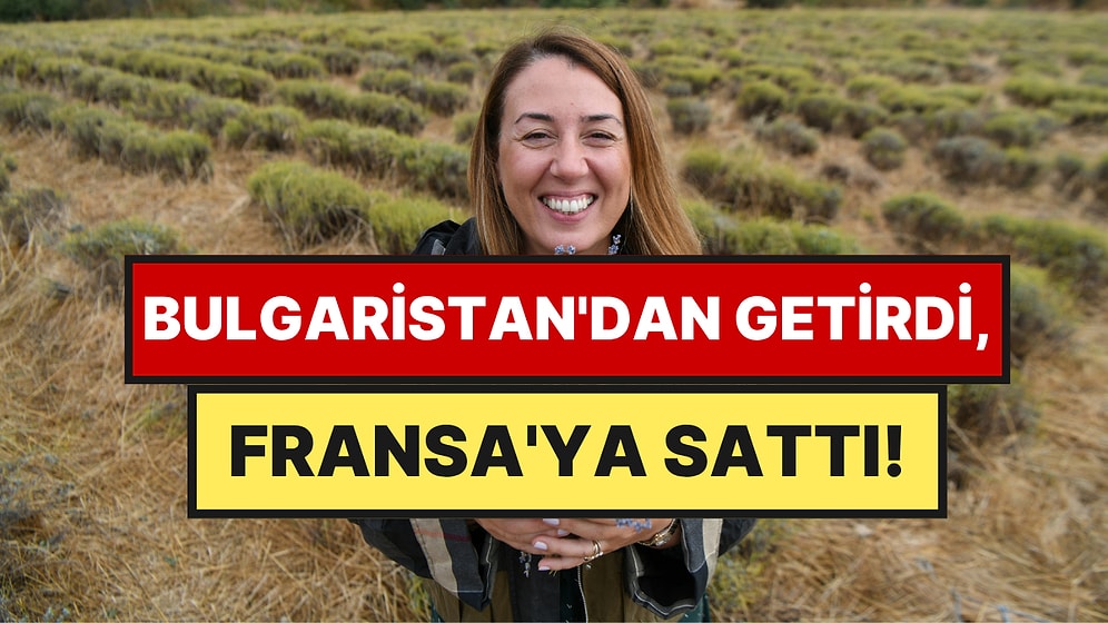 Bulgaristan'dan Getirip Çanakkale'de Ekti: İlk Hasatta Fransa Pazarına Açıldı