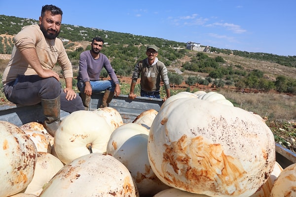Geçen yıla kıyasla bu yılki verimden son derece memnun olduklarını belirten üretici Erkan Zan, rekolte beklentisini ve pazarlama sürecini şu sözlerle anlattı: