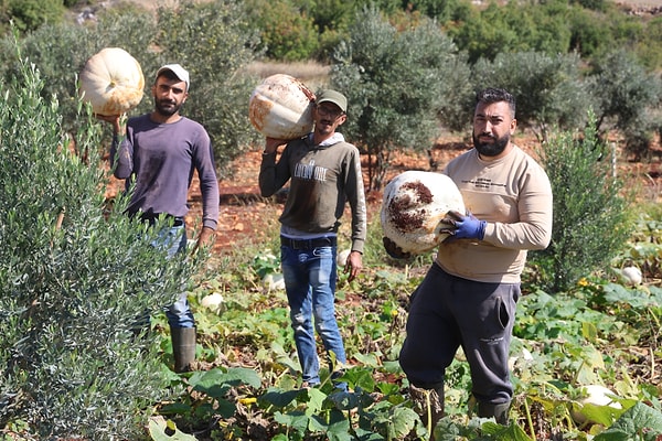 Tarlada toplanan kabakların büyüklüklerine göre iki ayrı kategoriye ayrıldığını ifade eden çiftçi Gökhan Zan ise, ürünlerin pazara sunuluş şekli hakkında şu detayları paylaştı: