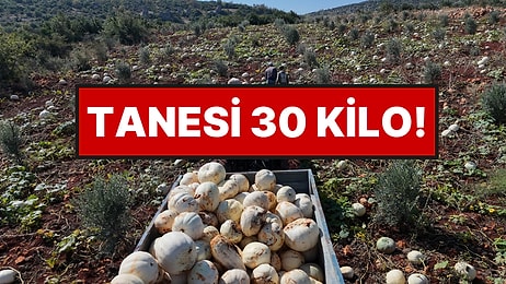 Ağırlığı 30 Kiloya Kadar Çıkıyor: Hasat Başladı, Çiftçinin Yüzü Güldü
