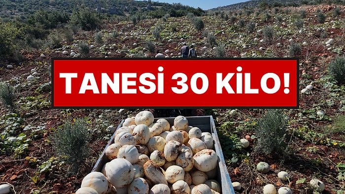 Ağırlığı 30 Kiloya Kadar Çıkıyor: Hasat Başladı, Çiftçinin Yüzü Güldü