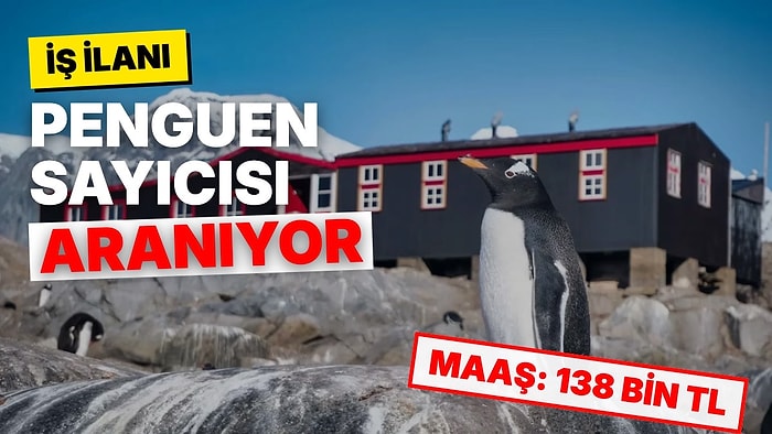 Antarktika'da Penguen Saymak İçin 138 Bin TL Maaşla İşçi Aranıyor: Yemek ve Konaklama da Bedava