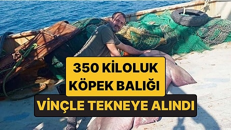 Vinçle Tekneye Alındı: Edirne'de Balıkçıların Ağına 350 Kiloluk Köpek Balığı Takıldı!