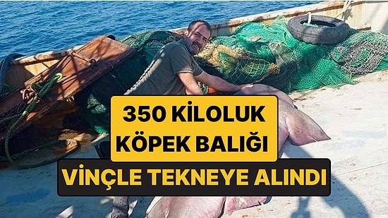 Vinçle Tekneye Alındı: Edirne'de Balıkçıların Ağına 350 Kiloluk Köpek Balığı Takıldı!