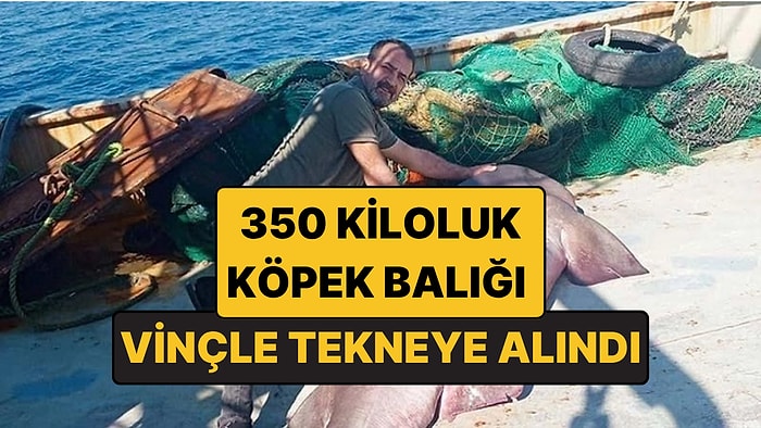 Vinçle Tekneye Alındı: Edirne'de Balıkçıların Ağına 350 Kiloluk Köpek Balığı Takıldı!