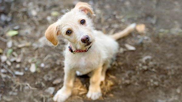 "Gerginliği azaltalım" demenin köpekçesi