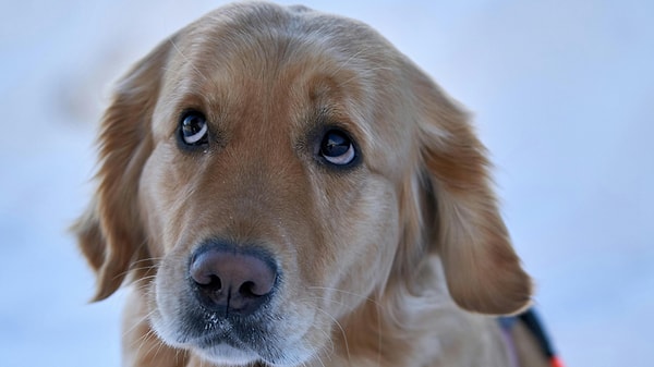 En "suçlu" görünen köpekler aslında suçsuz çıktı