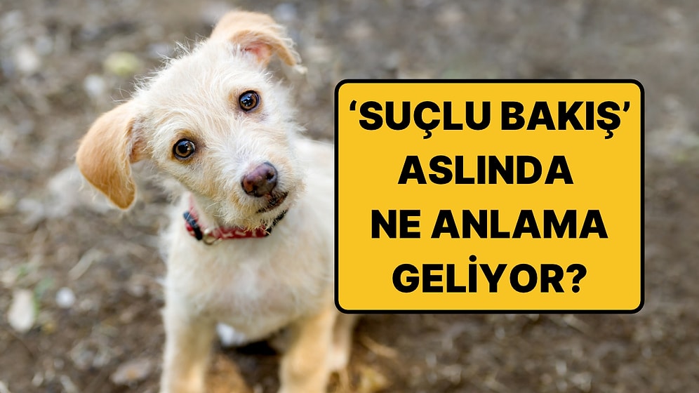 Köpeğinizin O "Suçlu" Bakışının Asıl Anlamı Ortaya Çıktı: Sandığınız Gibi Değil