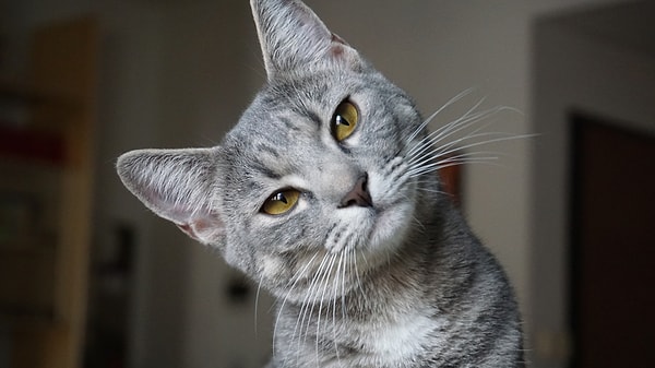 Creme Puff: 38 yıl 3 gün