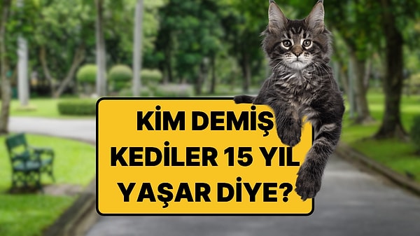Dünyanın En Uzun Yaşayan Kedileri: Rekortmen Tam 38 Yıl Yaşadı