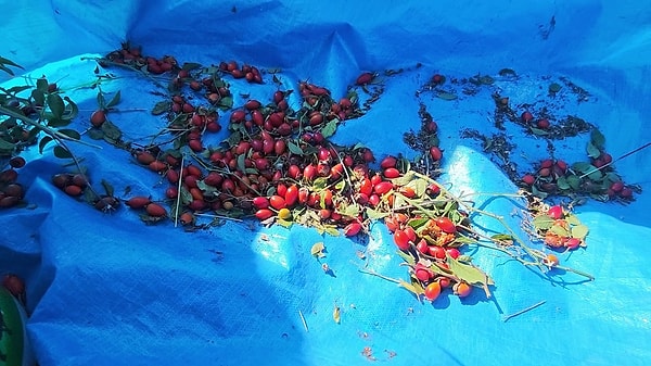 Sivas hal esnafı Ethem Yıldız, bu yıl tüm bölgelerde kuşburnunun bol miktarda yetiştiğine dikkat çekerek şunları söyledi: