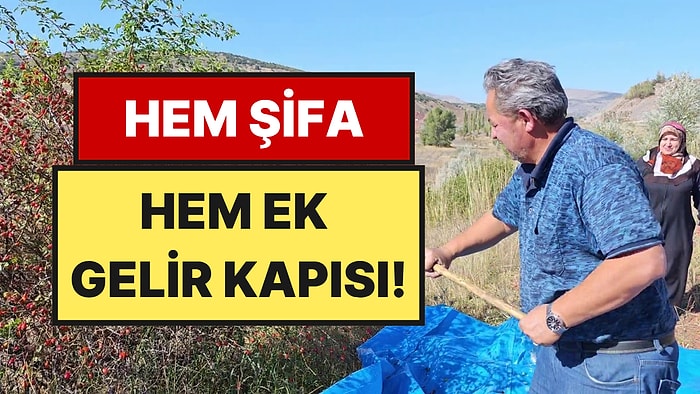Dikenleri Elleri Kanatıyor Ama Toplayan İyi Para Kazanıyor