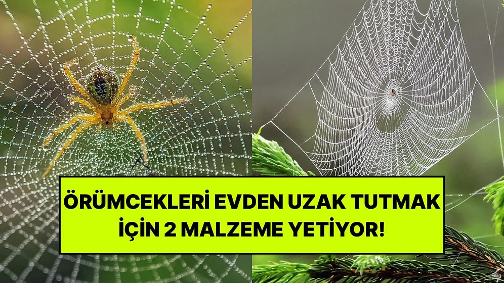 Evinizdeki Örümceklerden Şikayetçiyseniz Bu Yönteme Göz Atın: Sadece 2 Malzeme Kullanılıyor!