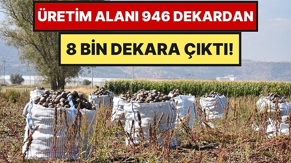 Önce Deneme Ekimi Yapıldı, Sonra Üretim Patladı