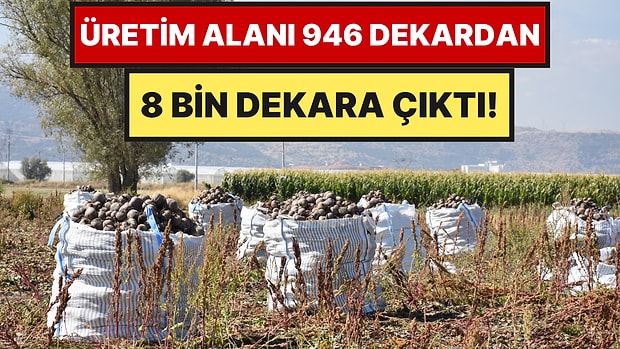 Önce Deneme Ekimi Yapıldı, Sonra Üretim Patladı: Hedef 70 Bin Ton