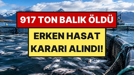 Denizdeki Alg Patlaması Faciaya Yol Açtı: 917 Ton Balık Öldü, Erken Hasat Başladı