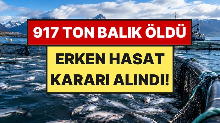 Denizdeki Alg Patlaması Faciaya Yol Açtı: 917 Ton Balık Öldü, Erken Hasat Başladı