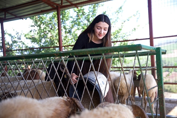 Fatma İlçe, projeyi araştırıp İlçe Tarım ve Orman Müdürlüğü'ne başvurarak 100 koyun aldı.