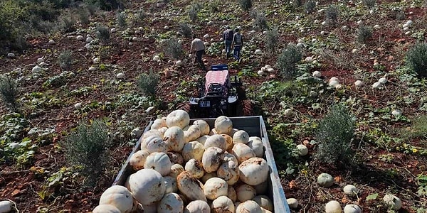 Yılın ilk aylarındaki yağışlar nedeniyle 15-20 gün gecikmeyle başlayan hasat, bu sezon yüksek rekolteyle üreticinin yüzünü güldürdü.