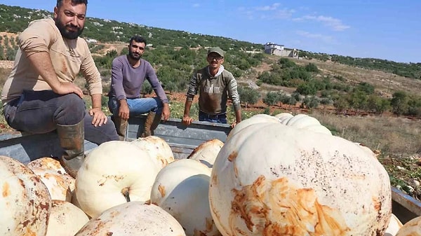 30 kiloya kadar çıkan dev kabaklar, Hatay'ın meşhur çıtır kabak tatlısının ana malzemesi olarak tatlıcılara veriliyor.