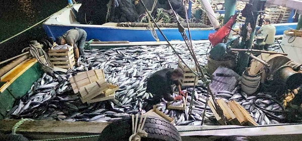 Öğlen limandan çıkan tekne akşamüstü 1.500 kasa palamutla döndü