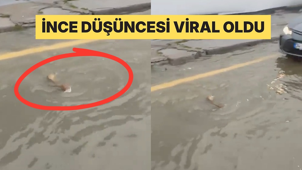 Balığı Ezmemek İçin Manevra Yapan Sürücü Sosyal Medyanın Gönlünü Kazandı