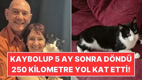 Tatilde Kaybolan Kedi 5 Ay Sonra Eve Döndü: 250 Kilometre Yol Katetti