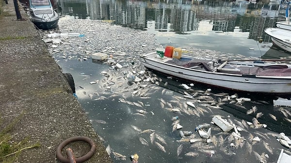 Palamut bolluğu fiyatları düşürdü.