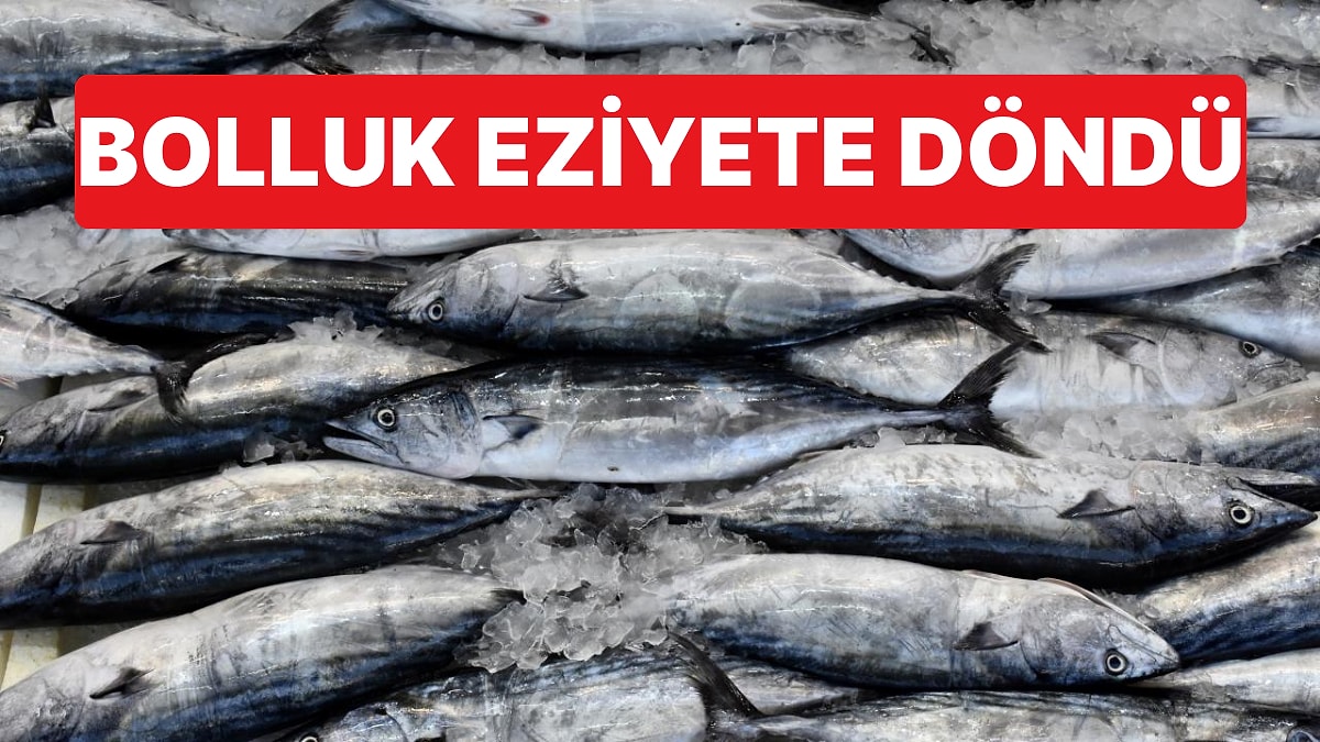 Rize'de Palamut Bolluğu Çileye Döndü: Ezilen Balıklar Limana Dökülünce Koku Dayanılmaz Oldu