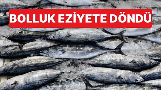 Rize'de Palamut Bolluğu Çileye Döndü: Ezilen Balıklar Limana Dökülünce Koku Dayanılmaz Oldu
