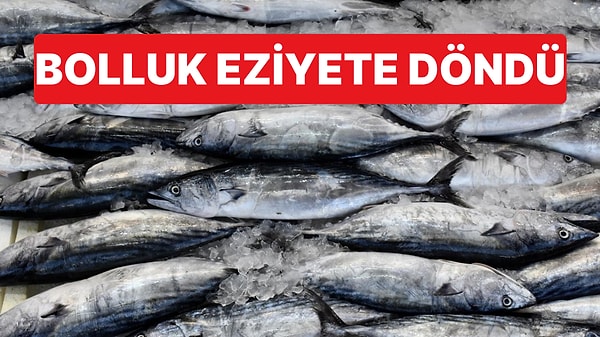 Ezilen Balıklar Limana Dökülünce Koku Dayanılmaz Oldu