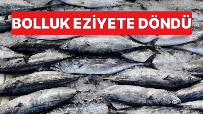 Rize'de Palamut Bolluğu Çileye Döndü: Ezilen Balıklar Limana Dökülünce Koku Dayanılmaz Oldu