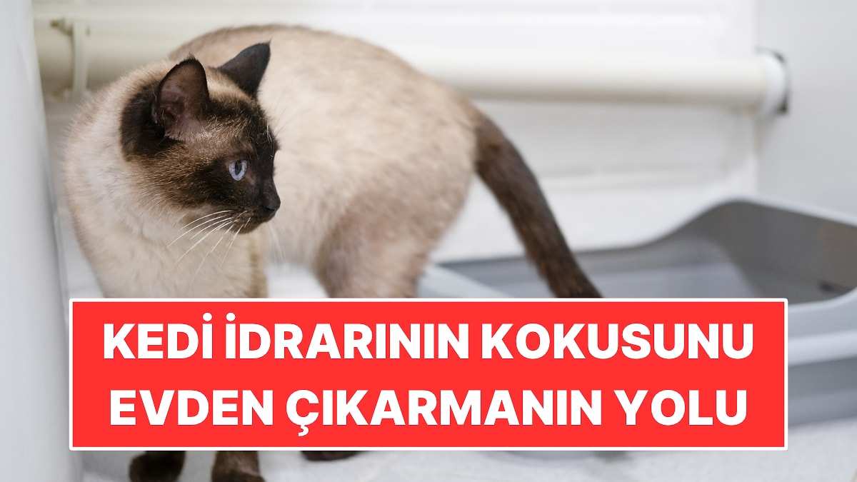 Kedi İdrarının Kokusunu Evden Çıkarmanın Pratik Yolu: Uzmanlar Anlattı