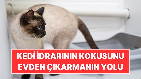 Kedi İdrarının Kokusunu Evden Çıkarmanın Pratik Yolu: Uzmanlar Anlattı