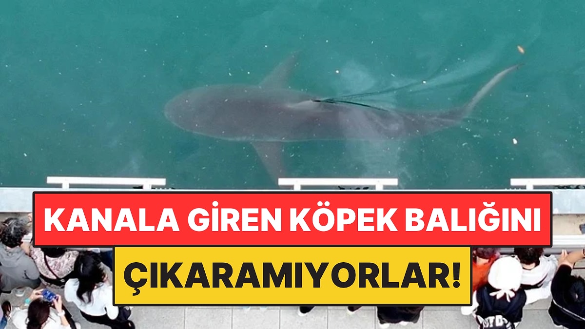 Kanala Giren Köpek Balığını Çıkaramıyorlar: Görmek İçin 600 Bin Kişi Geldi