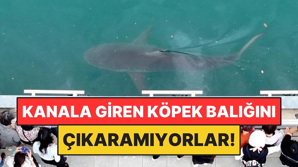 Kanala Giren Köpek Balığını Çıkaramıyorlar: Görmek İçin 600 Bin Kişi Geldi