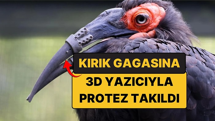 Gagası Kırılan Kuşa 3D Yazıcıyla Titanyum Gaga Takıldı!