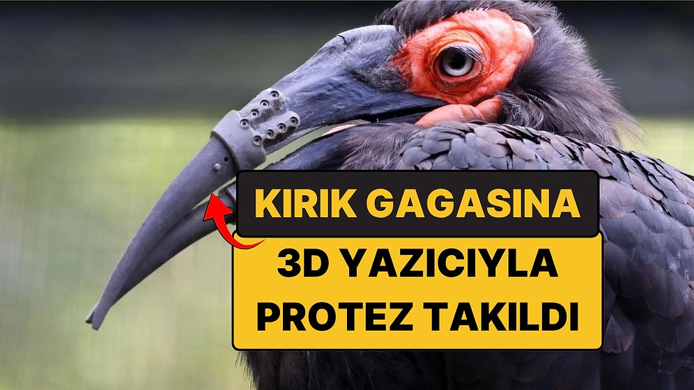 Gagası Kırılan Kuşa 3D Yazıcıyla Titanyum Gaga Takıldı!