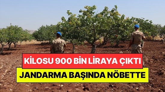 Kilosu 900 Bin Liraya Fırlayınca Jandarma Tarlada Nöbet Tutmaya Başladı