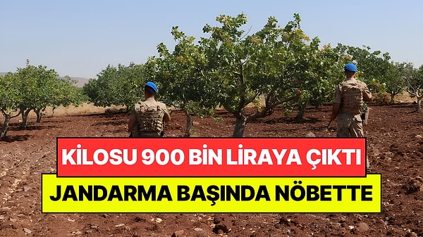 Kilosu 900 Bin Liraya Fırlayınca Jandarma Tarlada Nöbet Tutmaya Başladı