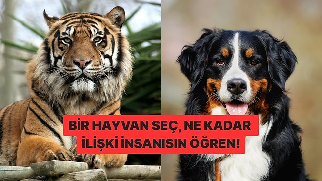 Bir Hayvan Seç, Ne Kadar İlişki İnsanısın Söyleyelim!