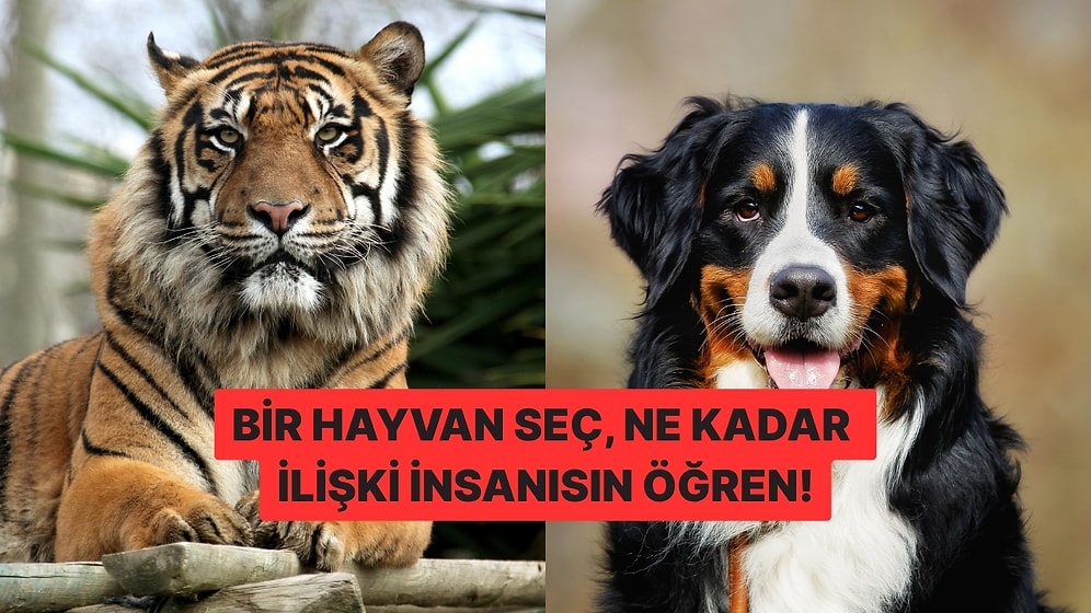 Bir Hayvan Seç, Ne Kadar İlişki İnsanısın Söyleyelim!