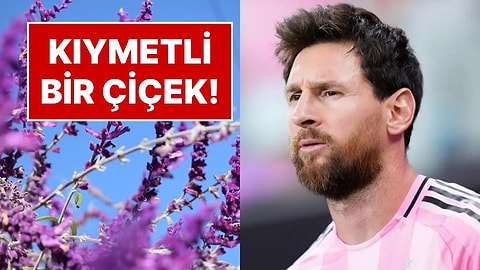 Peru'da Keşfedilen Yeni Bitki Türü Mavi-Beyaz Çiçekli Salvia Messii'ye Lionel Messi'nin Adı Verildi