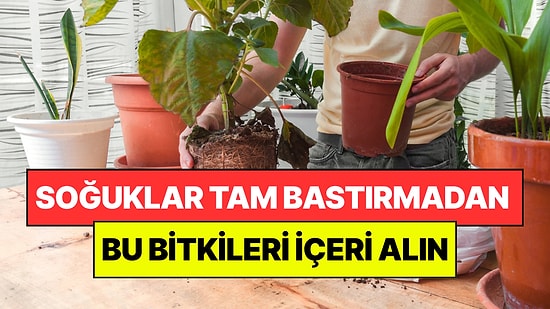 Bahçe Uzmanları Açıkladı: Kış Bastırmadan Bu Bitkileri İçeri Alın