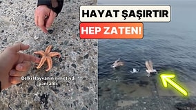 Sahilde Bulduğu Deniz Yıldızını Denize Atan Bir Kullanıcı Martılara Kaptırdı!