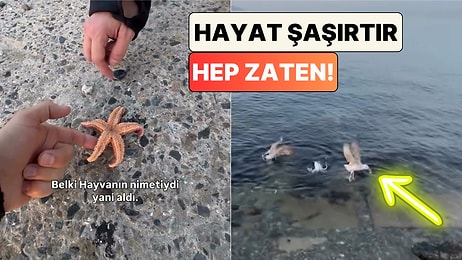 Sahilde Bulduğu Deniz Yıldızını Denize Atan Bir Kullanıcı Martılara Kaptırdı!