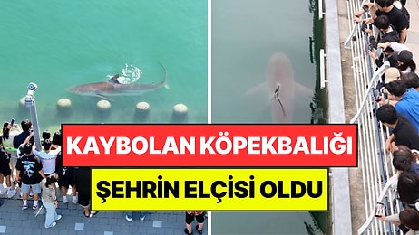 Kaybolan Köpekbalığı Şehrin Elçisi Oldu: 1 Milyondan Fazla Kişi Görmeye Geldi