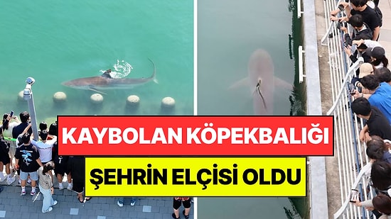 Kaybolan Köpekbalığı Şehrin Elçisi Oldu: 1 Milyondan Fazla Kişi Görmeye Geldi