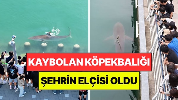 Kaybolan Köpekbalığı Şehrin Elçisi Oldu